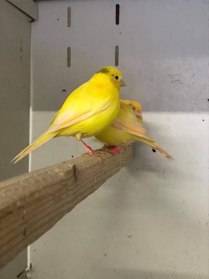 Canaries for sale, last years birds in Hull, East Yorkshire Gumtree