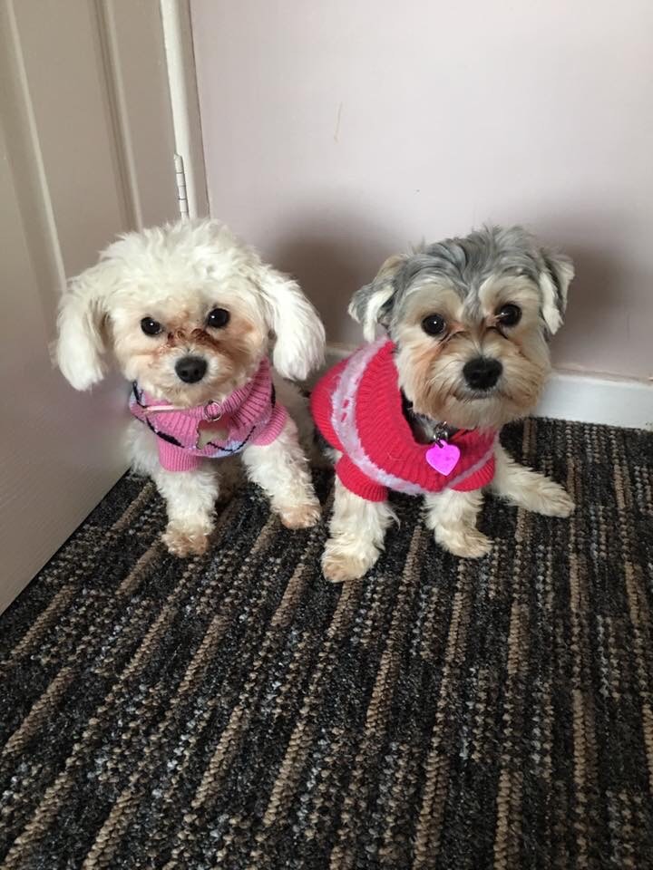 2 small dogs for sale in Houghton Le Spring, Tyne and Wear Gumtree