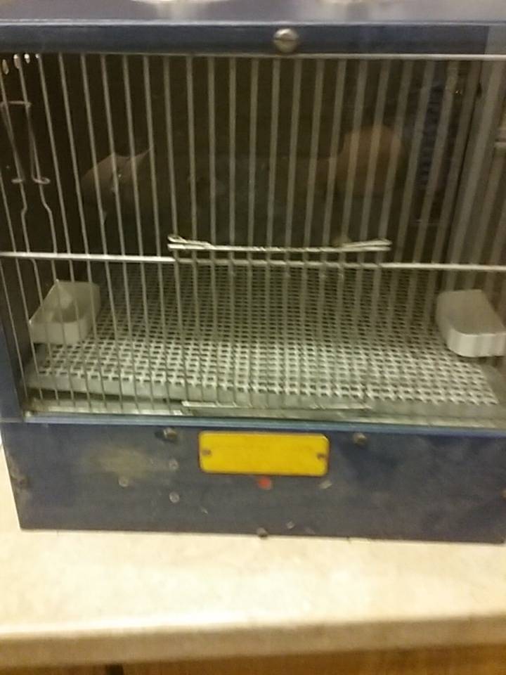 Canary bird Electric Hospital Cage in Spalding, Lincolnshire Gumtree