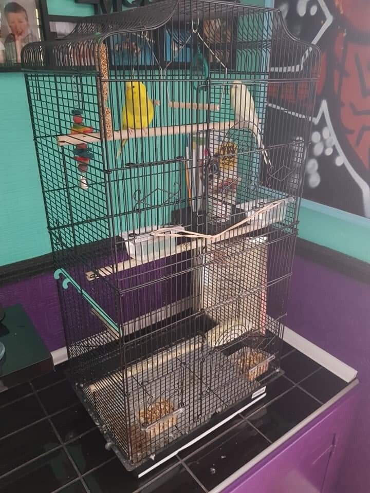 2 female budgies plus large cage in KirkbyinAshfield, Nottinghamshire Gumtree