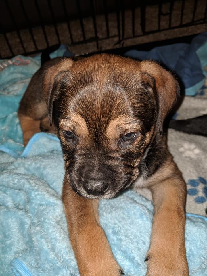 4 male cross breed puppies for sale in Talke, Staffordshire Gumtree