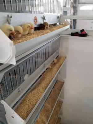 GQF 5 Stacked Grow Off Pen, One for Birds & Chicks 0705