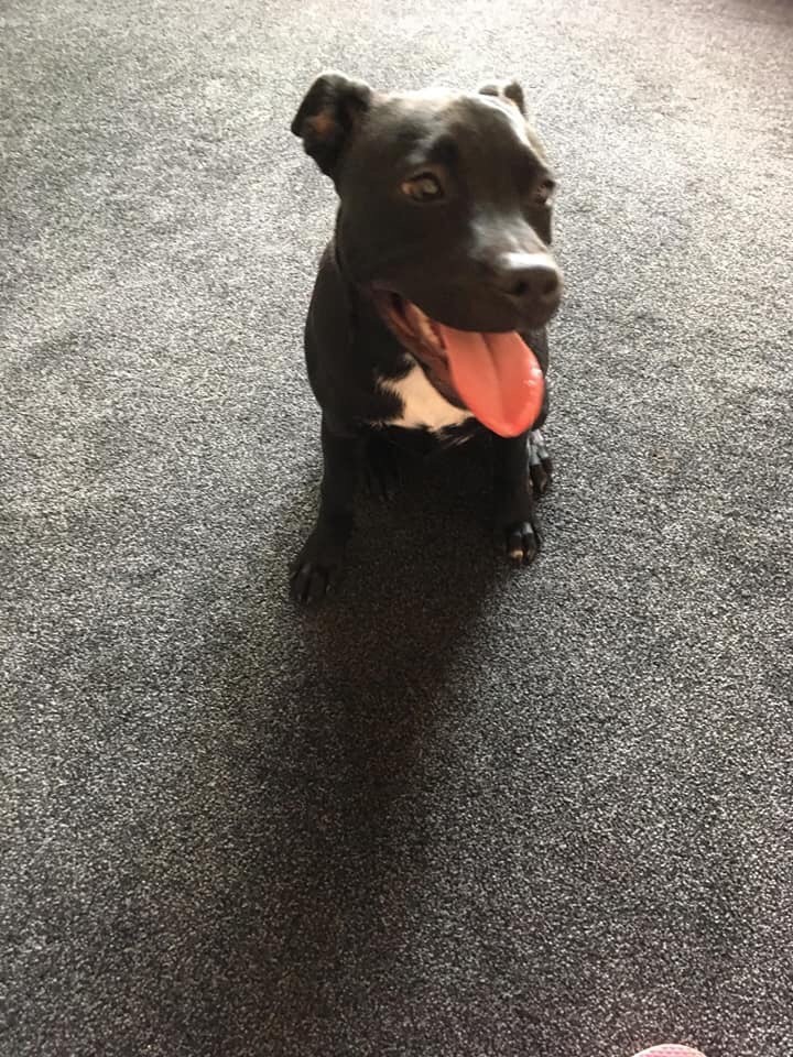 Beautiful staff x lab in Banbury, Oxfordshire Gumtree