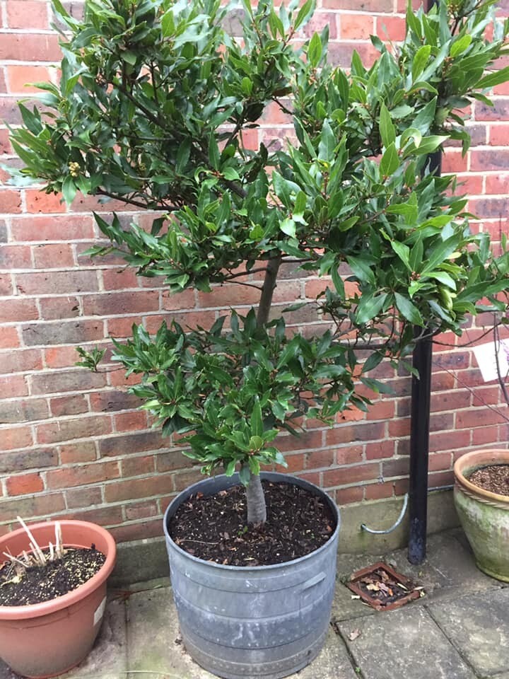Huge established 8ft Bay Tree just flowering with pot in Kingston