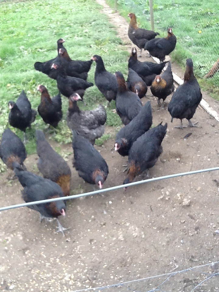 Copper Maran Chickens for sale in Llanwrda, Carmarthenshire Gumtree