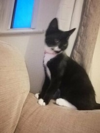 Reduced British Shorthair Kitten In Bradford West Yorkshire
