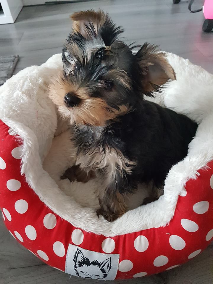 Yorkshire terrier for sale in East End, Glasgow Gumtree
