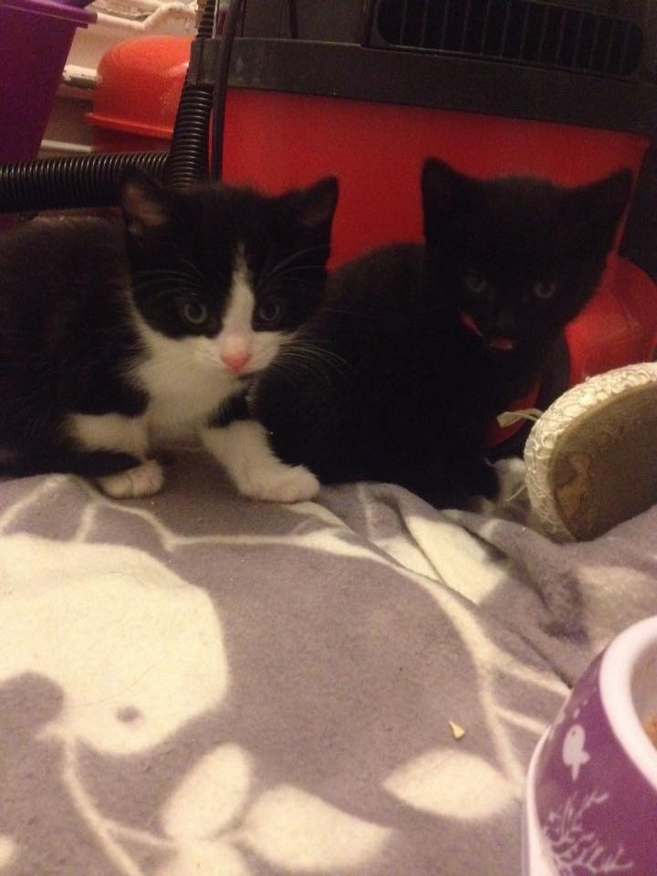 Kittens for sale 2 male and one female all wormed very friendly litter