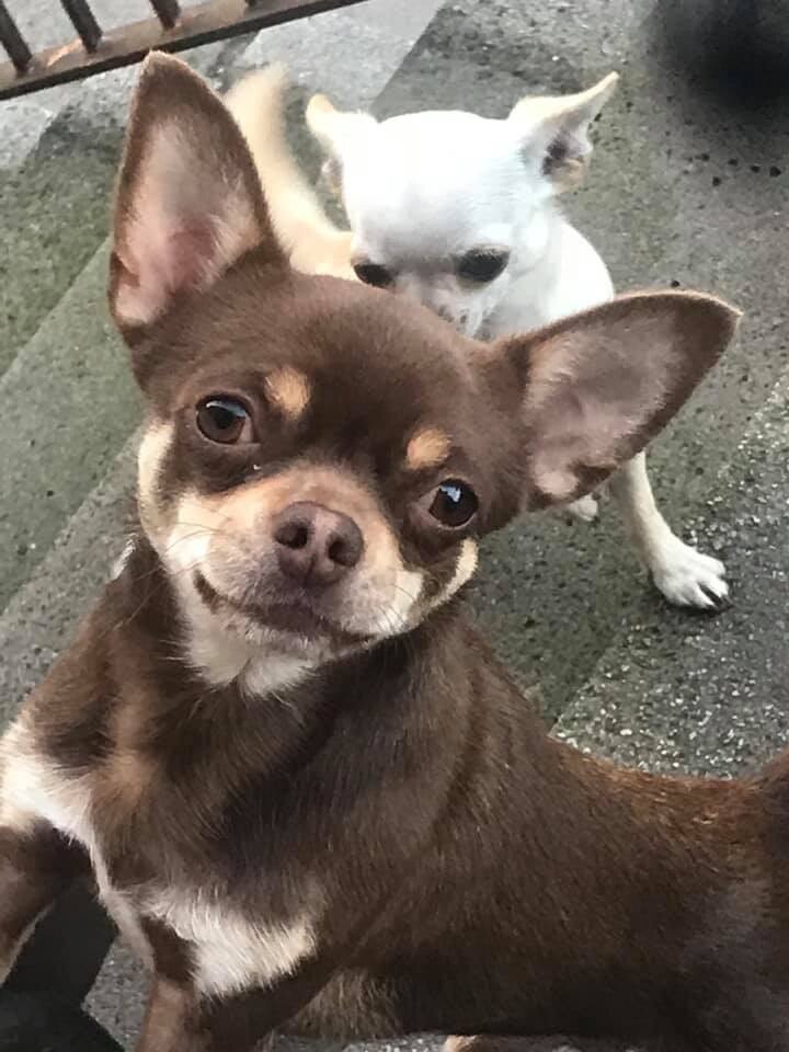 Chocolate Chihuahua In Old Town Edinburgh Gumtree