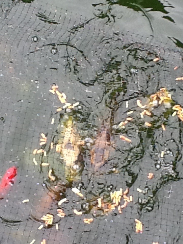 Pond fish for sale/gold fish koi etc/Read in Headington, Oxfordshire