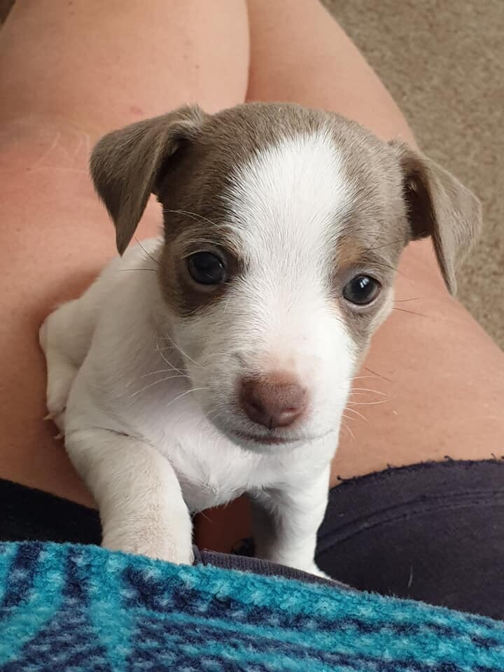 Jack Russell x Chihuahua puppies for Sale (Jackawawa, Teacup Jack