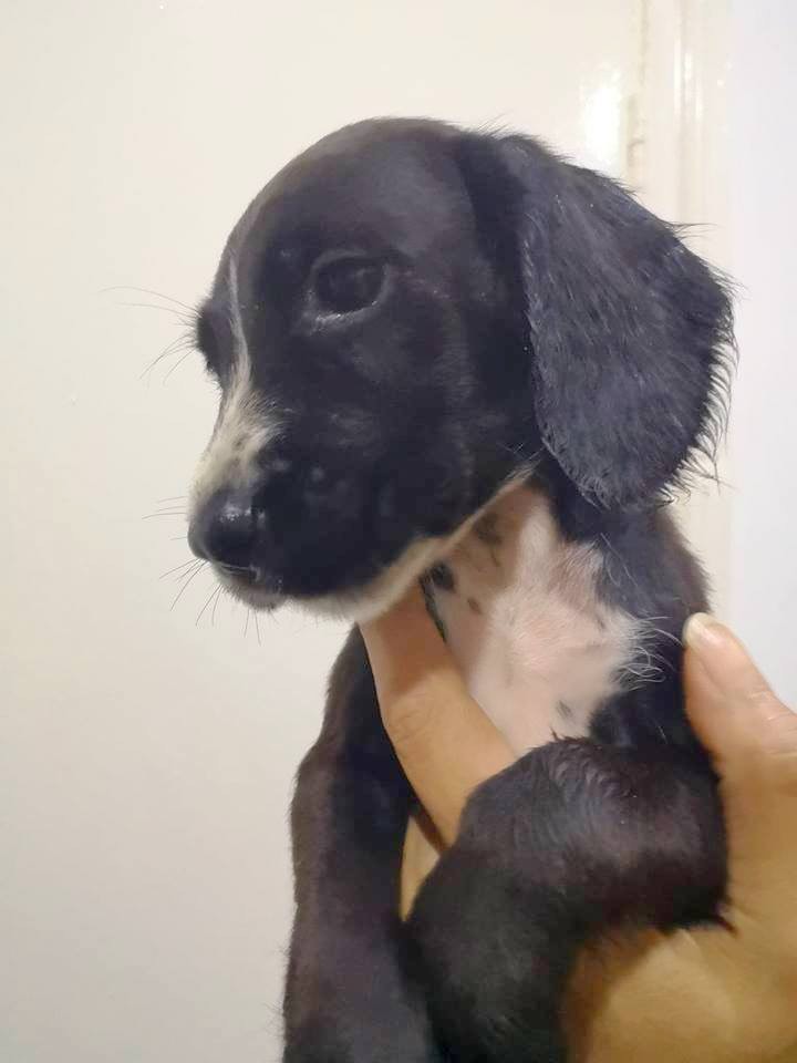 Mixed Breed Puppies For Sale in Kensington, London Gumtree