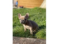 10++ French bulldog puppies for sale eastbourne