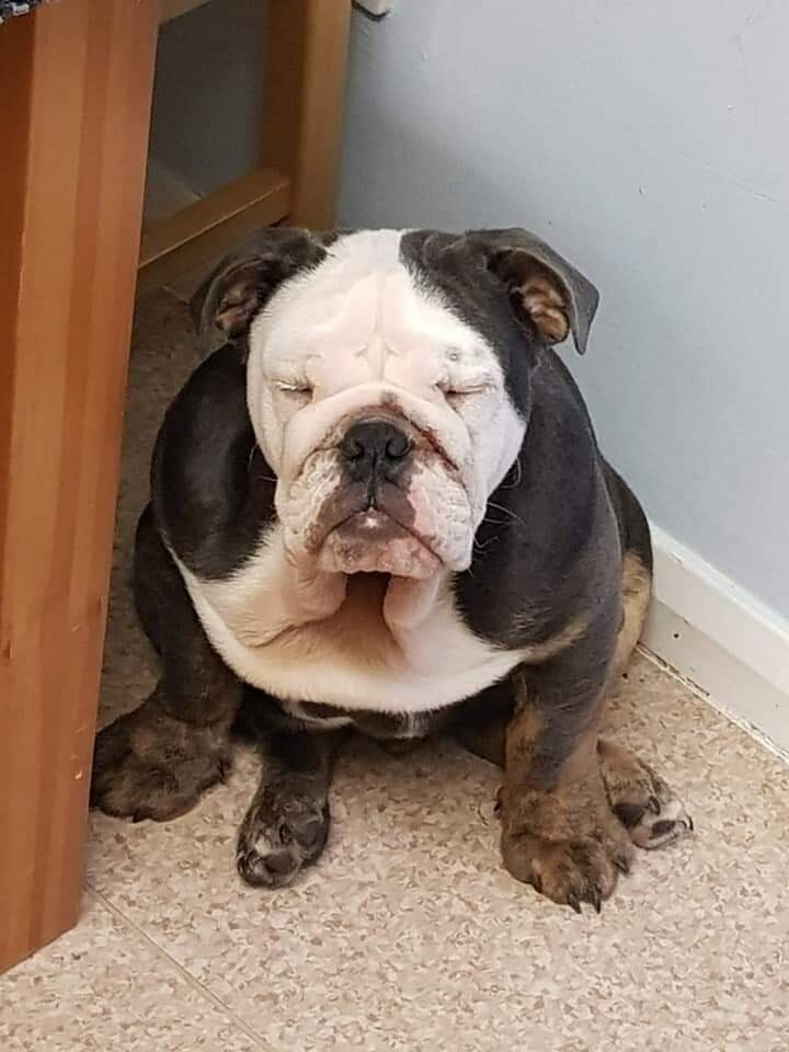 English bulldog in Dover, Kent Gumtree
