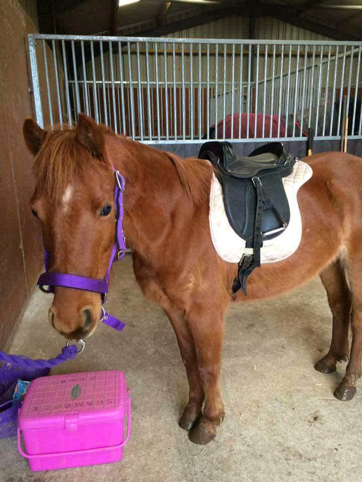 13.2hh Chesnut pony for sal in Lesmahagow, South Lanarkshire Gumtree