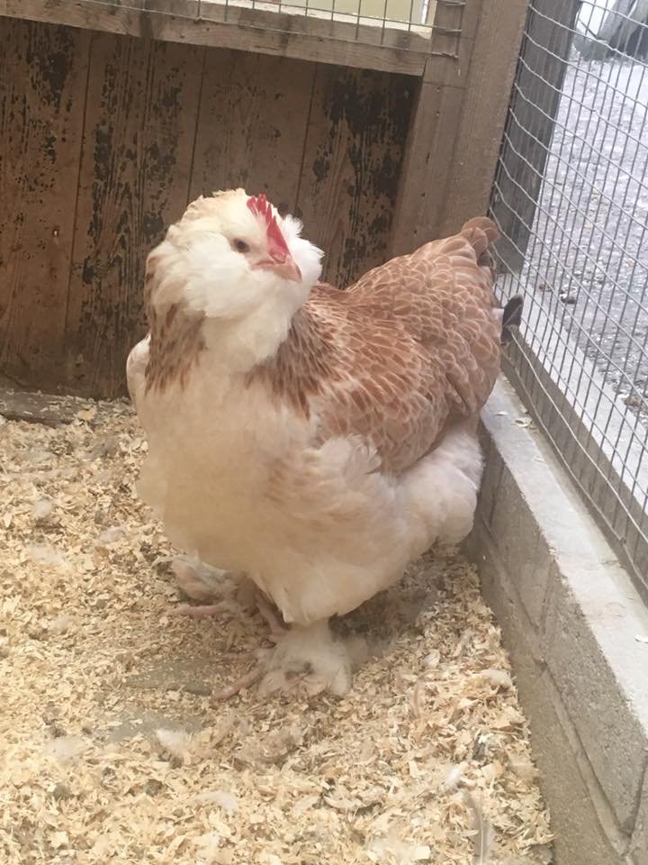 Salmon Faverolles Chickens for sale in StokeonTrent, Staffordshire
