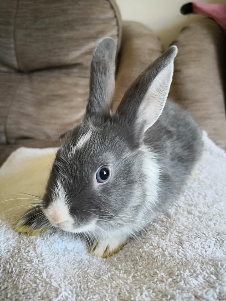 7 Beautiful baby Lionhead x Netherland Dwarf bunnies for sale! READY