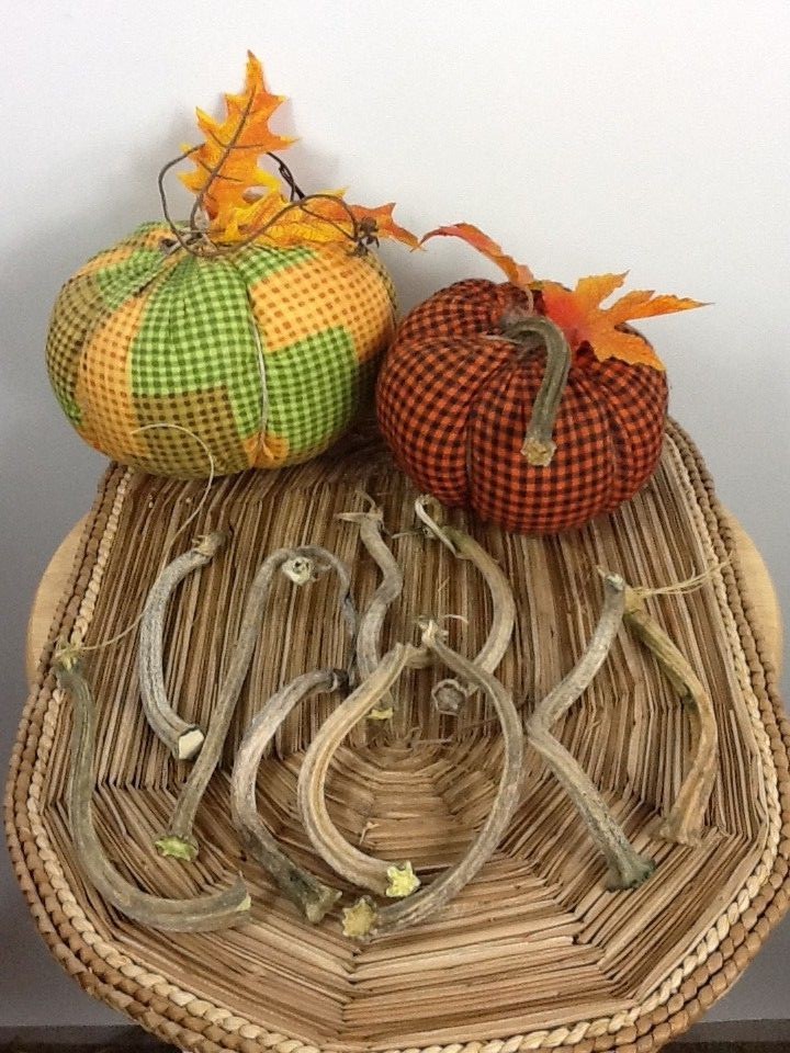 Pumpkin Stems 10 Excellent Quality Naturally Dried 5