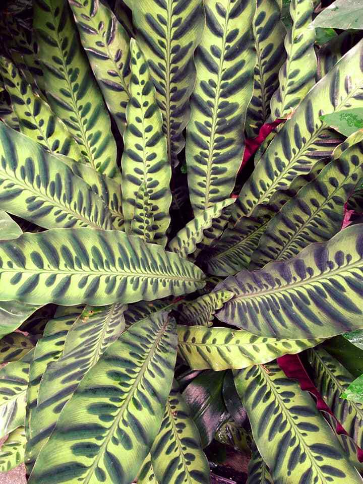 Rattlesnake Plant - 3