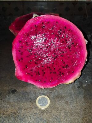 PITAYA hylocereus Fruta GIGANTE record  +1kg - pitahaya -  50 semillas frescas 