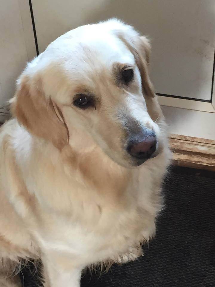Golden Retriever 10 Months Old Full Pedigree (no papers) in