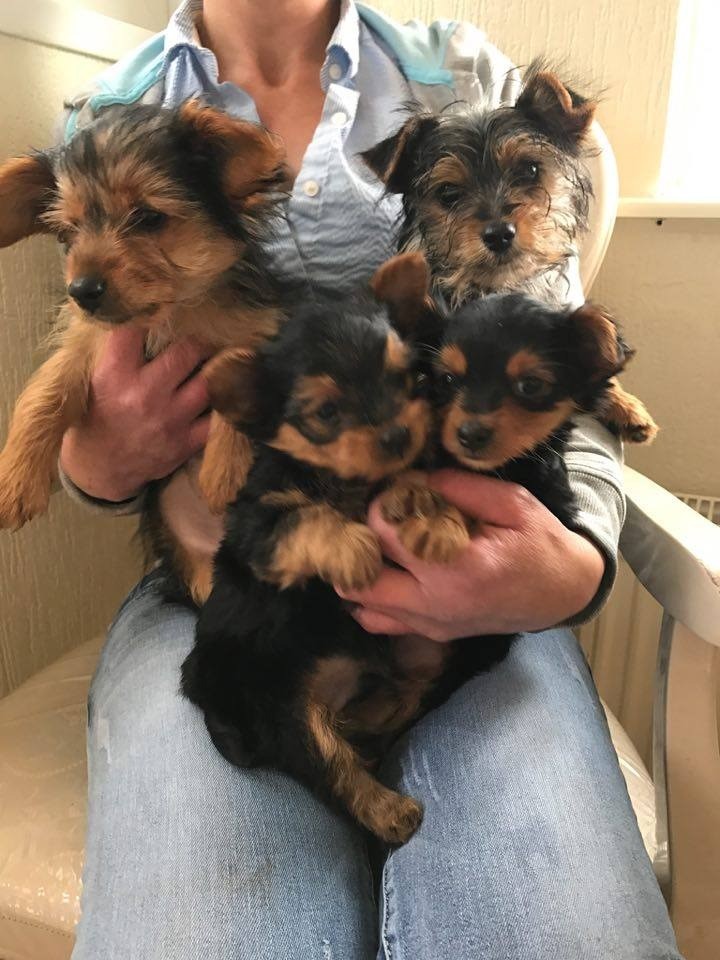 Yorkshire Terrrier Teddy Bear Pups for sale Rochdale in Rochdale