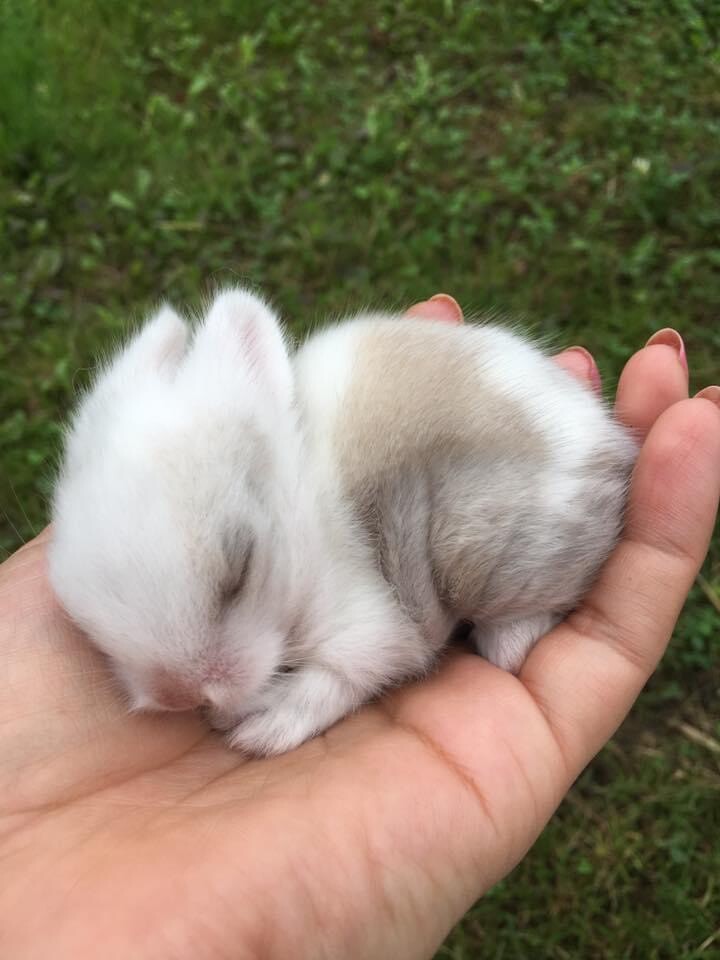 Very Rare Teddy Dwarf Bunnies (Teacup)PUREBRED! in Camden Town