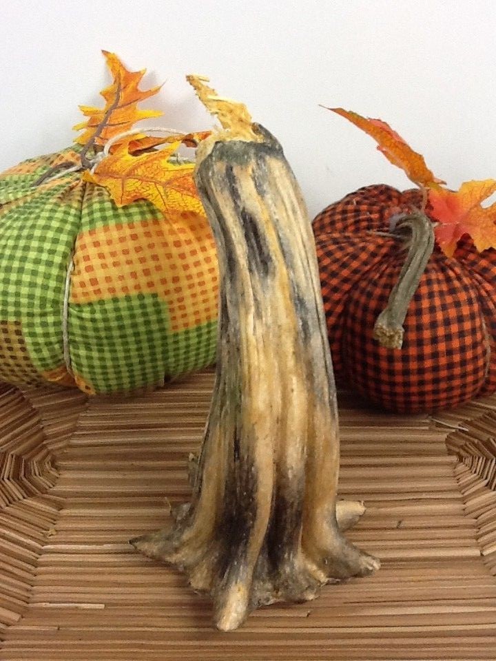 Pumpkin Stem 1 Large Naturally Dried 7