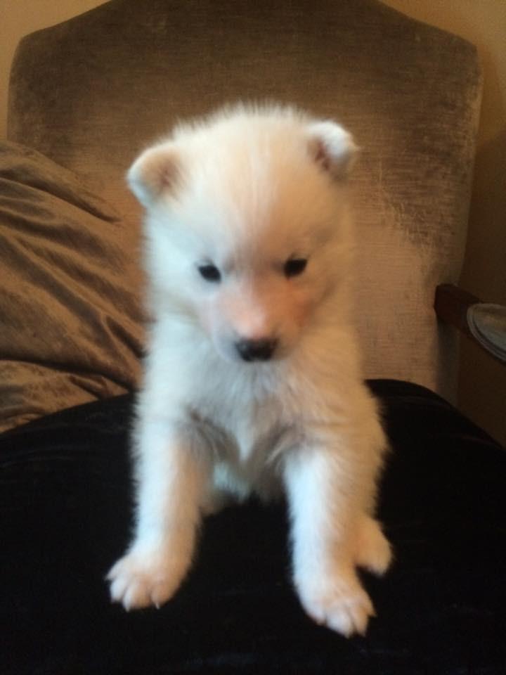 SAMOYED/SIBERIAN HUSKY PUPPIES FOR SALE in Stirling Gumtree