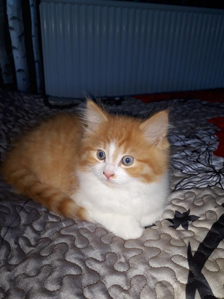 Beautiful kittens girl in Fraserburgh, Aberdeenshire Gumtree