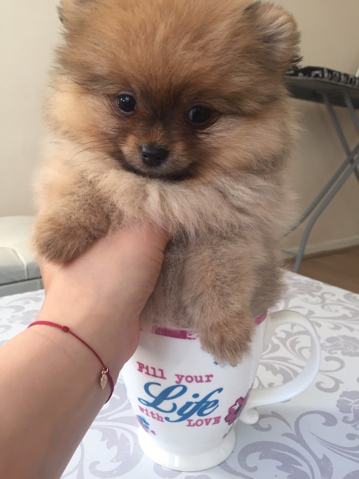 teacup pomeranian male pedigree in Milton Keynes