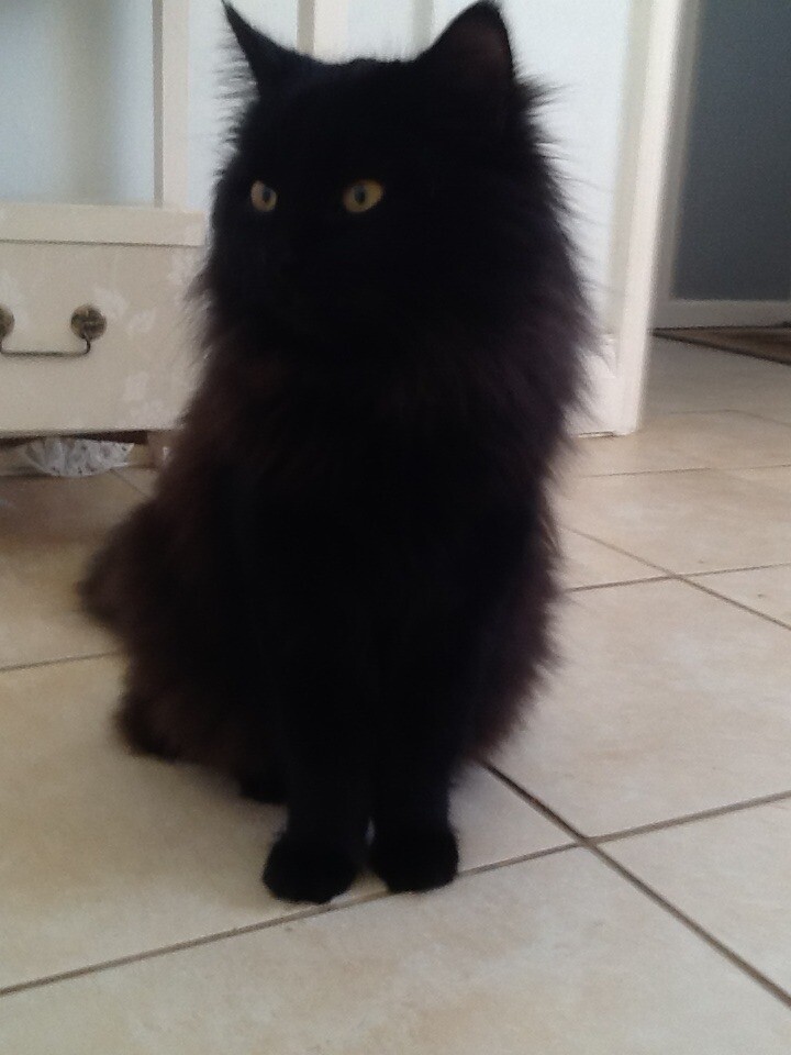 Persian X British Long Hair Kittens In Bedford Bedfordshire Gumtree