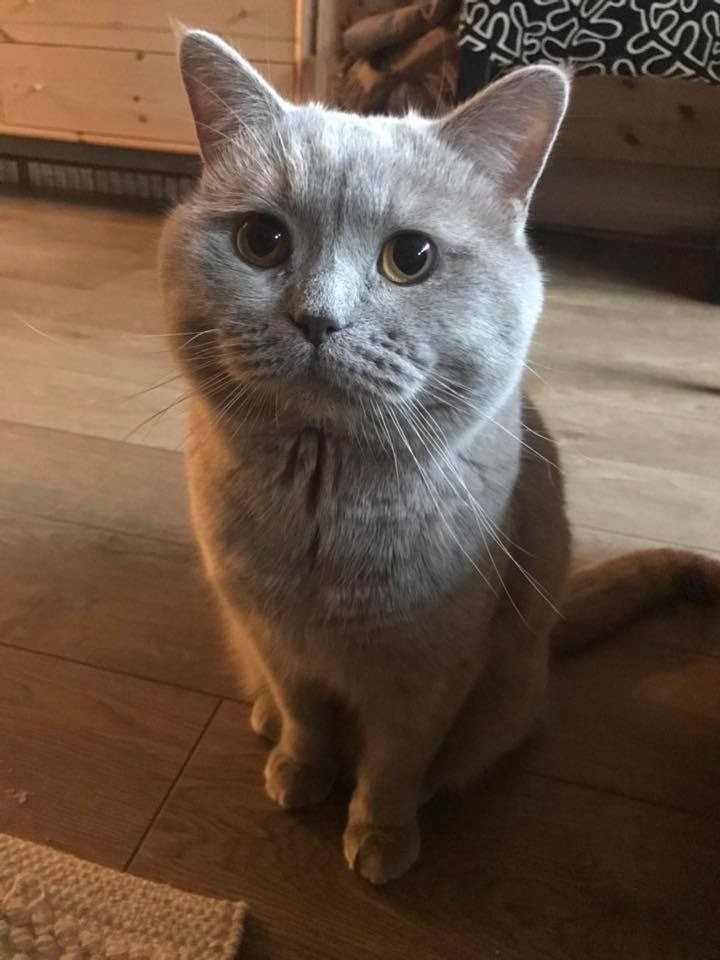 british shorthair sale british shorthair sale