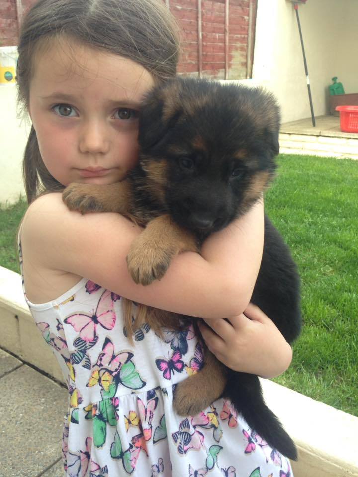German Shepherd Pup For Sale. 1 Beautiful little girl, ready to view