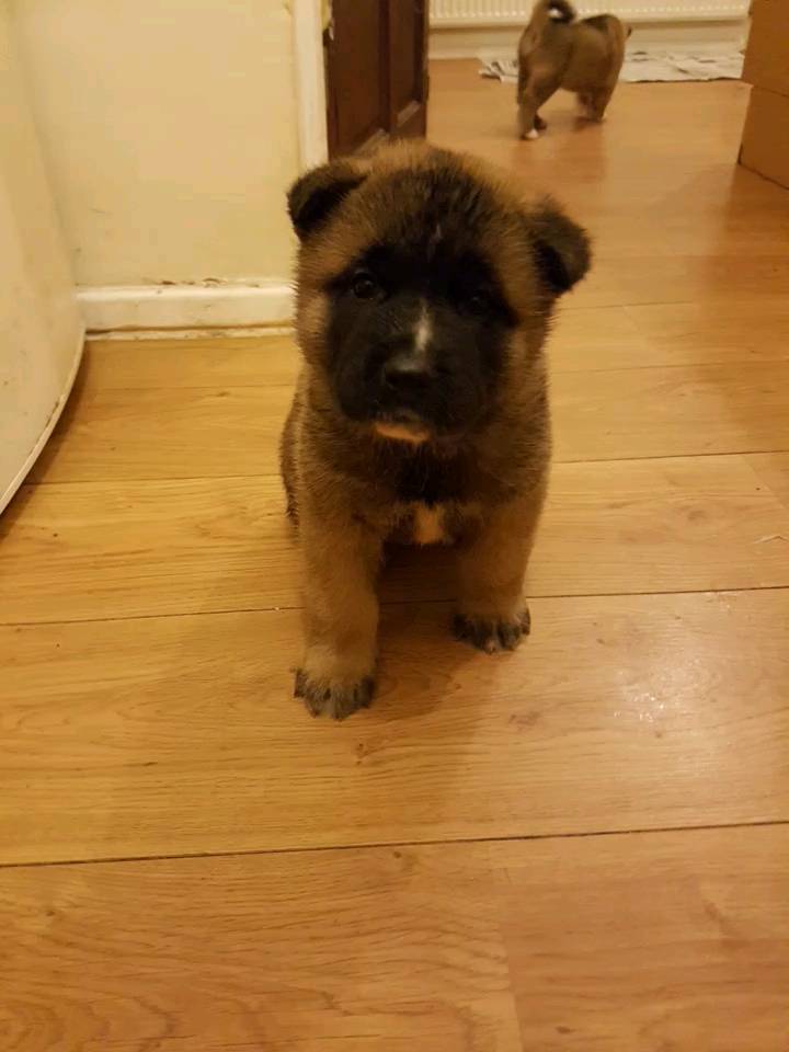 1 bitch American akita puppy/puppies left READY TO LEAVE 15/12/2017