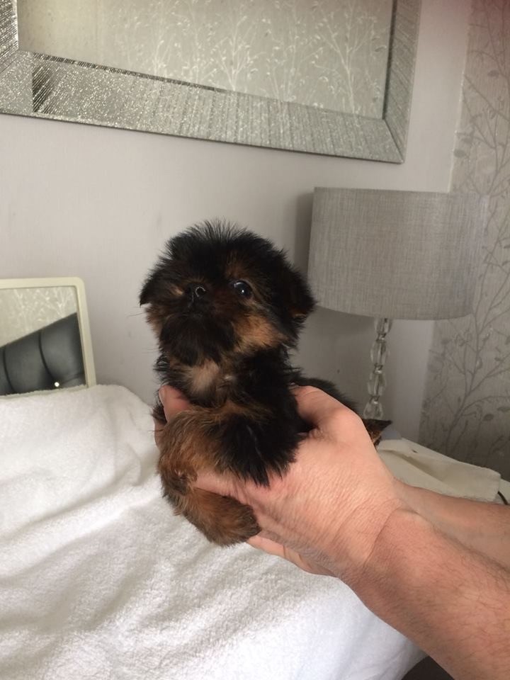 Miniature Yorkshire Terrier puppies for sale in Armley, West