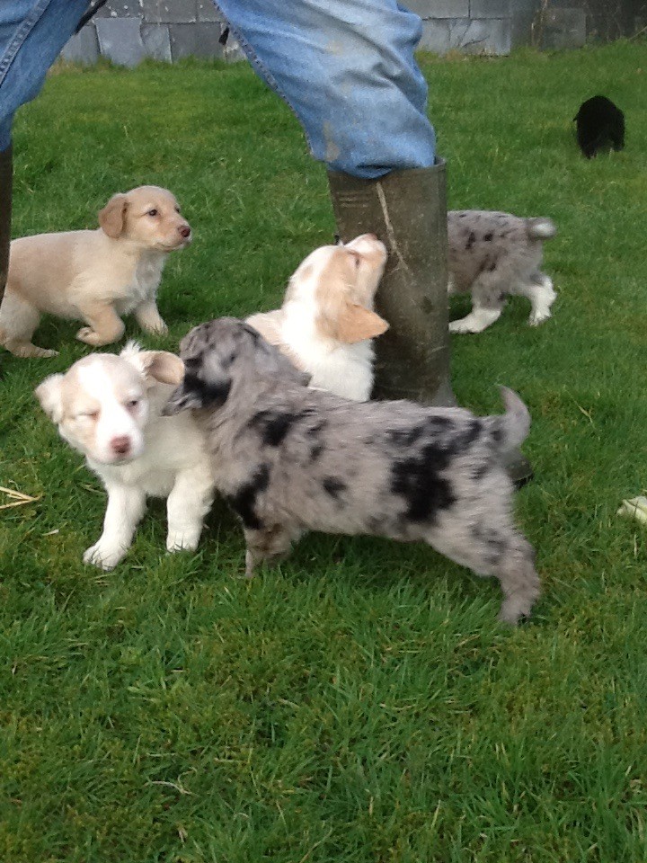 Blue merle collie x Cocker spaniel puppies in Launceston, Cornwall