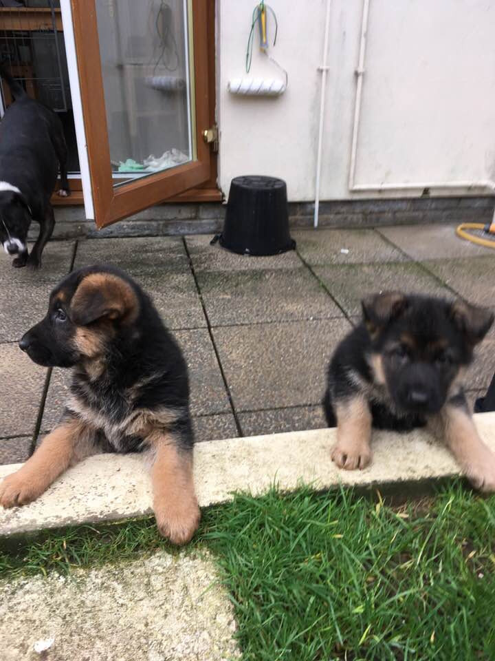 Pedigree German Shepherd Puppies for Sale, 2 Adorable Little Girls in