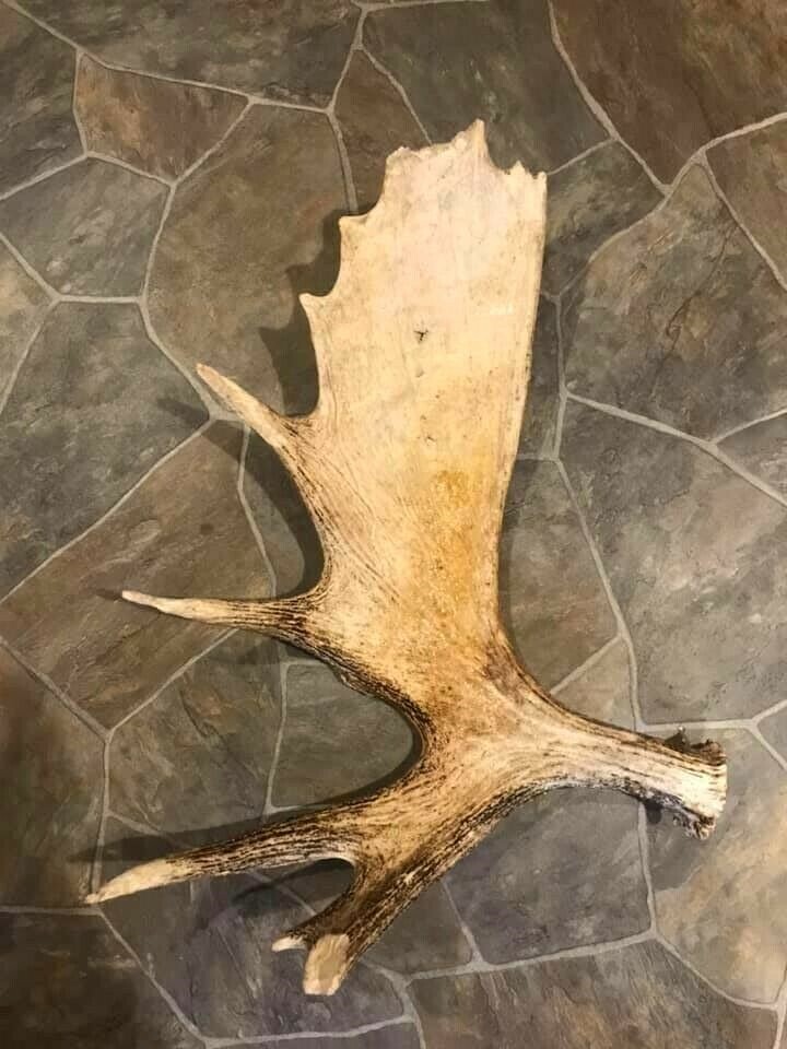 Northern Maine Moose Shed / Antler!! Deer, Crafts, Carving, Man Cave, Taxidermy