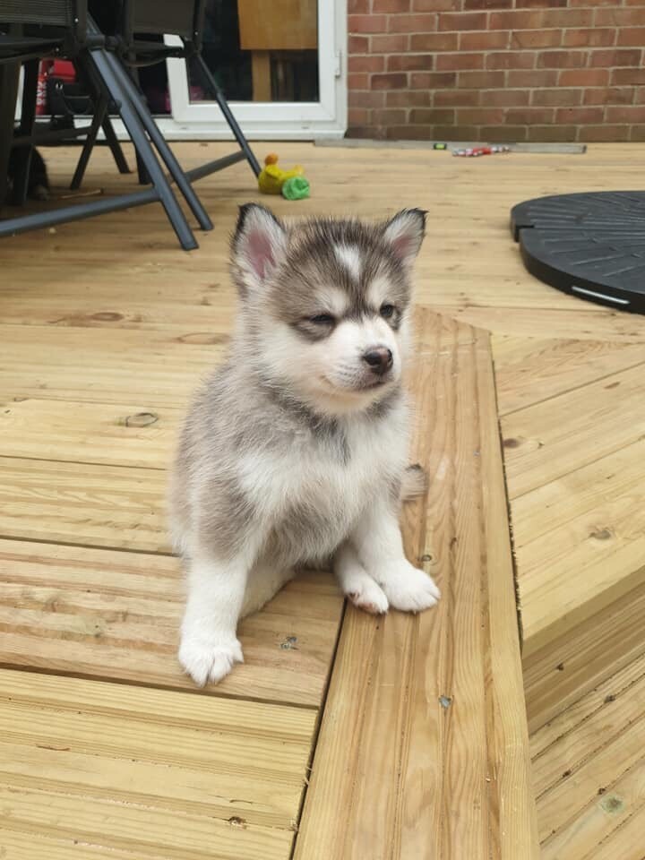 Pomsky puppy in Bournemouth, Dorset Gumtree