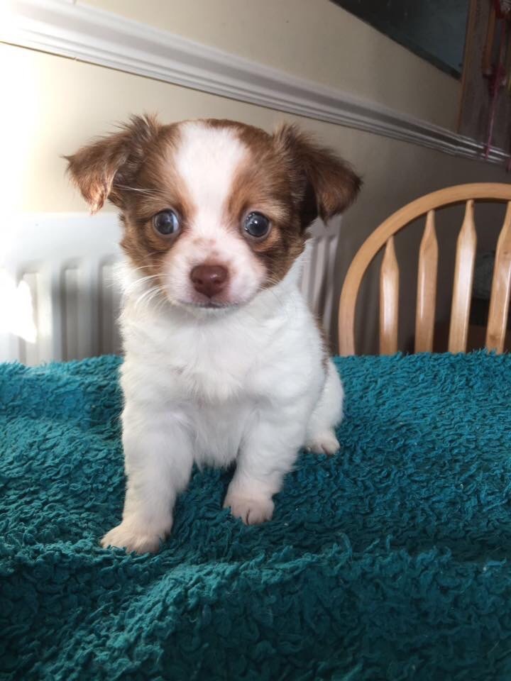 3 4 Chihuahua 1 4 Jack Russell