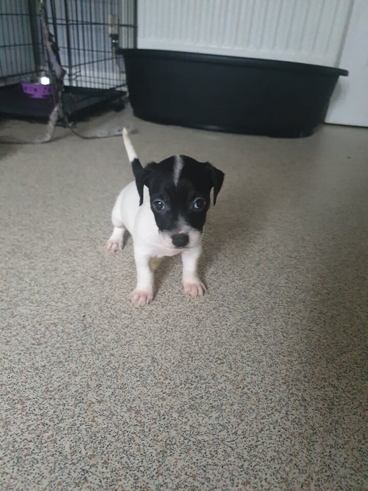 Beautiful JRT small. smooth coated dog pup (last available of litter of