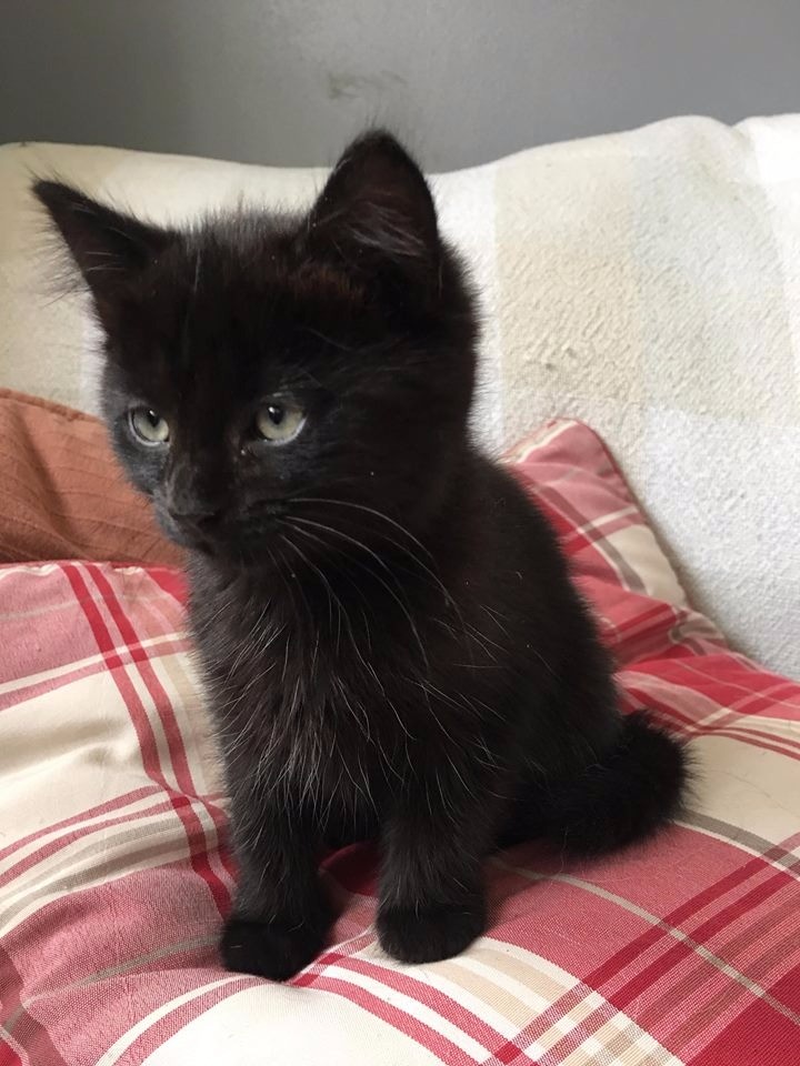 3 female black kittens | in Old Leake, Lincolnshire | Gumtree