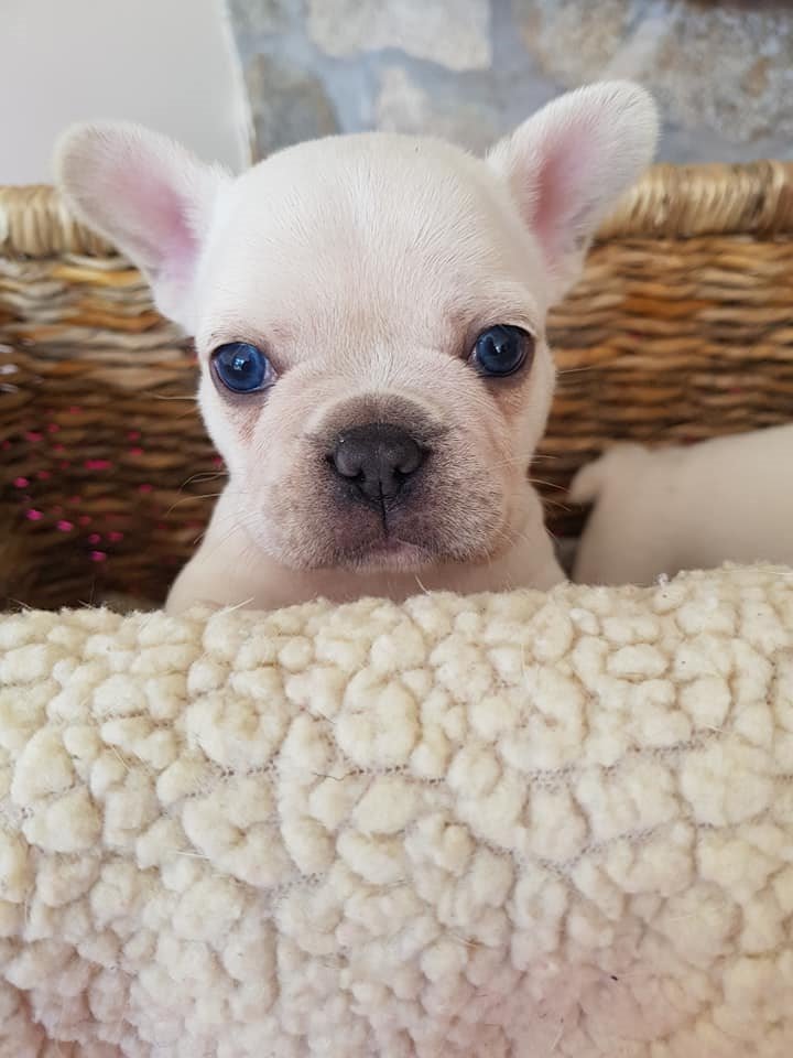 Platinum French bulldog puppies | in St Austell, Cornwall | Gumtree