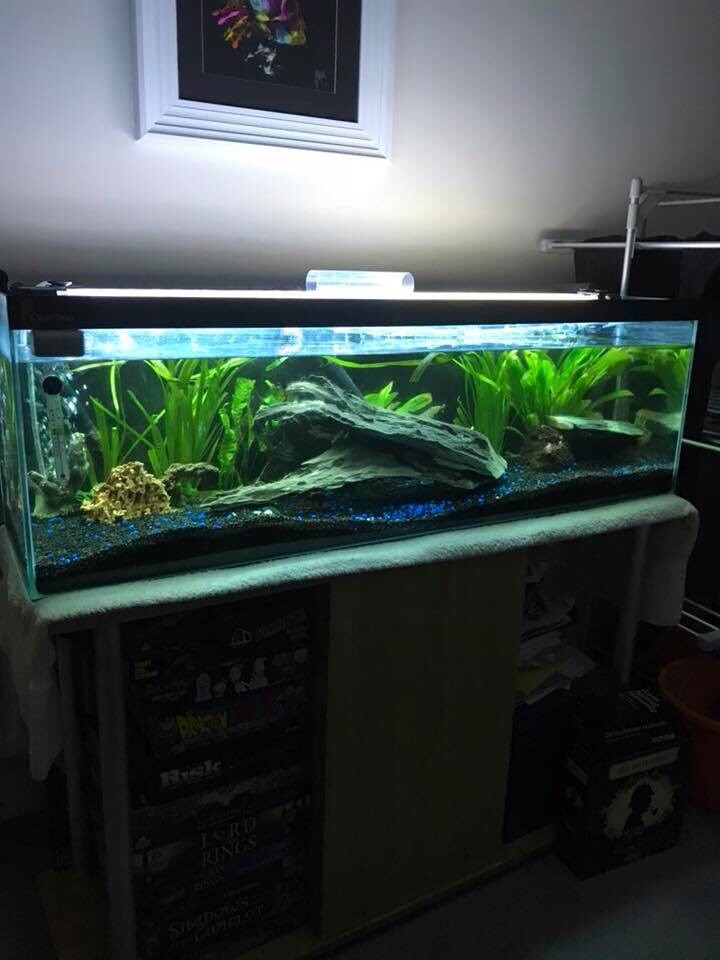 4ft fish tank bundle in Cranbrook, Kent Gumtree