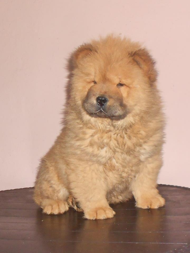 beautiful chow chow puppies for sale in Peterborough, Cambridgeshire