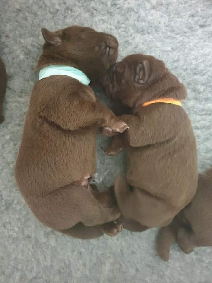 Pure bred chocolate labrador puppies in Victoria Park, Bristol Gumtree