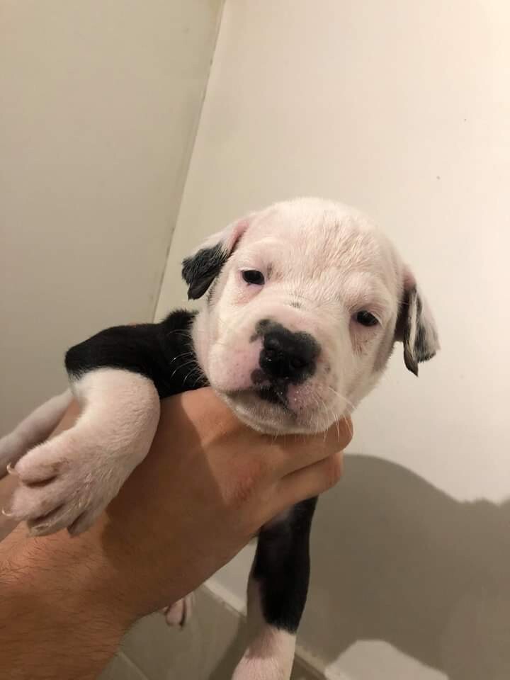 American bull pups in Hyde, Manchester Gumtree