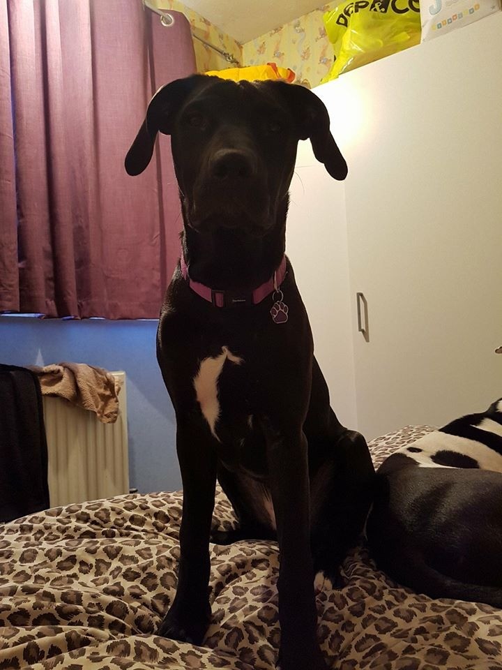 Rhodesian Ridgeback X Black Labrador 8 months old in Eastleigh, Hampshire Gumtree