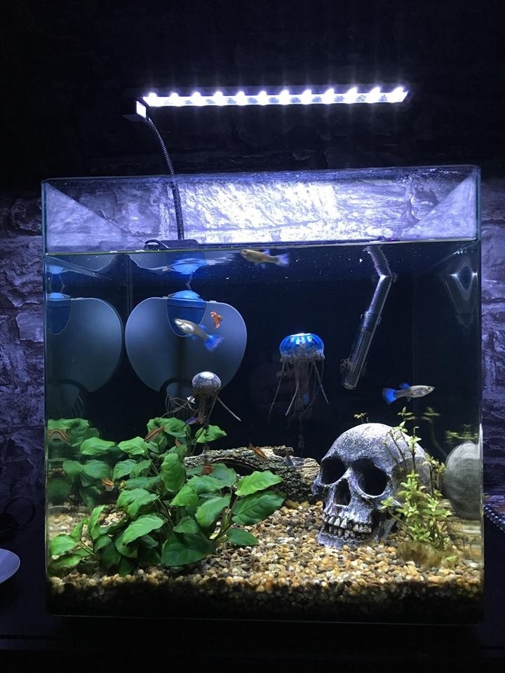 60ltr Fish Tank in Middleton, Manchester Gumtree